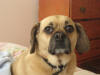 Mitzi Puggle