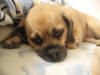 Mitzi Sleeping