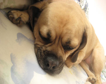 Mitzi Sleepy