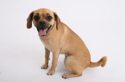 Puggle Adult