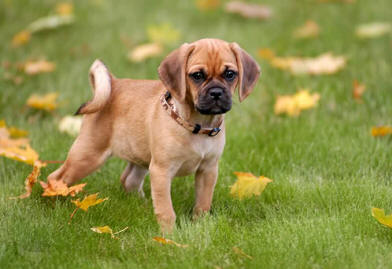 Cute Puggle Fall